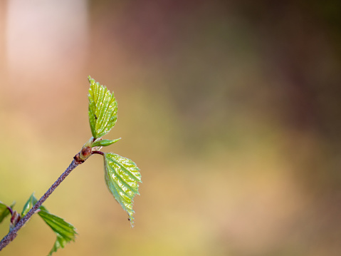 Close-up of a young birch leaf against a blurred background