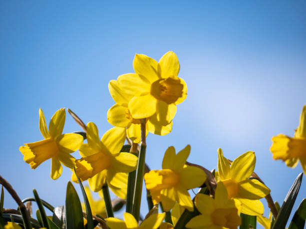 istock A yellow daffodil against a blue sky 1474107494