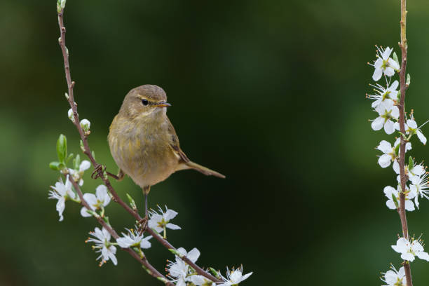 istock Willow warbler on a branch with white flowers 1474107670