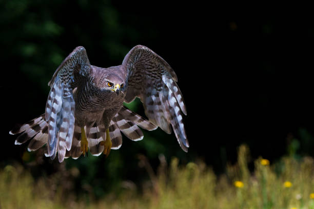 istock Northern goshawk flying in the forest 1474107722