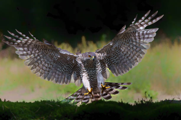 istock Northern goshawk flying in the forest 1474107762