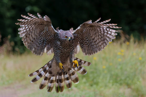 istock Northern goshawk flying in the forest 1474107763