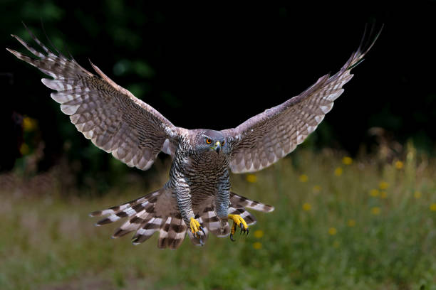 istock Northern goshawk flying in the forest 1474107764