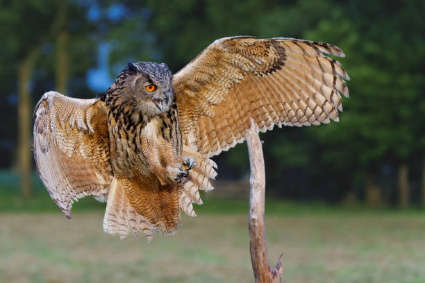istock European Eagle Owl flying over the meadows 1474107824