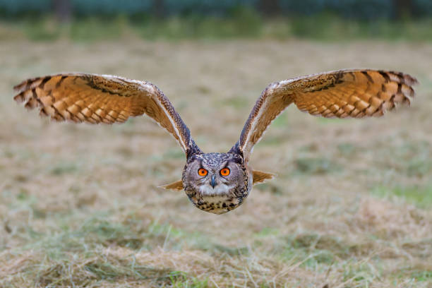 istock European Eagle Owl flying over the meadows 1474107848
