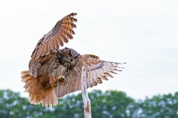 istock European Eagle Owl flying over the meadows 1474107849
