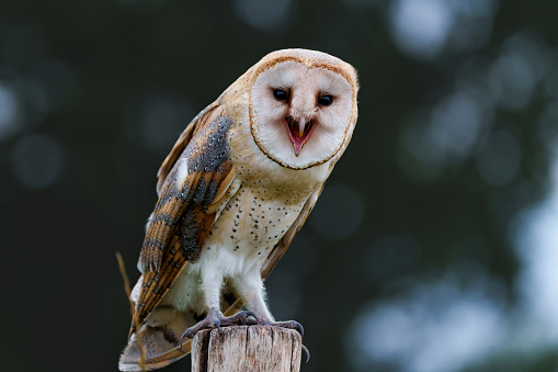 A Barn Owl perched on a fence overlooking the Kent countryside in England.