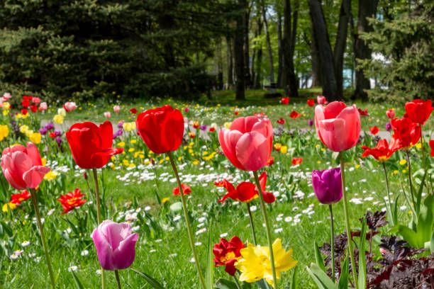 istock Tulips blooming in the park photo. 1474108212