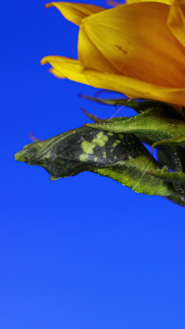 Butterfly Emerging from Chrysalis Time Lapse