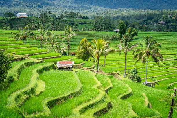 자틸루위 라이스 테라스, 발리, 인도네시아 - bali indonesia rice paddy rice 뉴스 사진 이미지