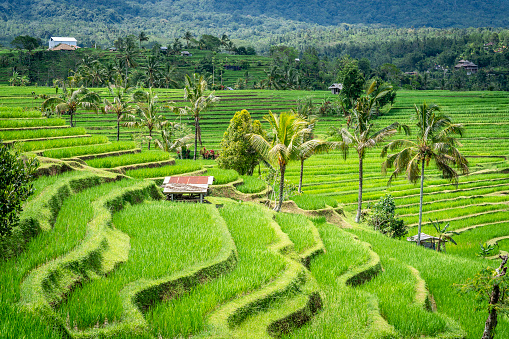 Jatiluwih Rice Terraces with a sunny day in Bali Indonesia