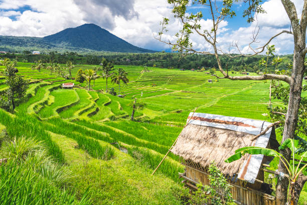 istock Jatiluwih Rice Terraces, Bali, Indonesia 1474110913