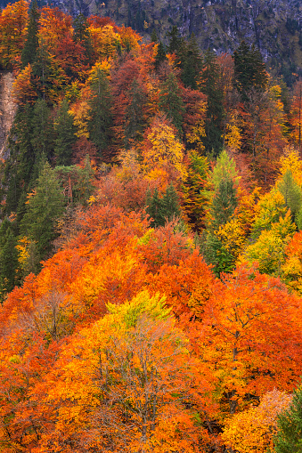 Autumn Mixed Forest, Bavarian Alps, Hohenschwangau, Füssen, Ostallgäu, Bavaria, Germany, Europe