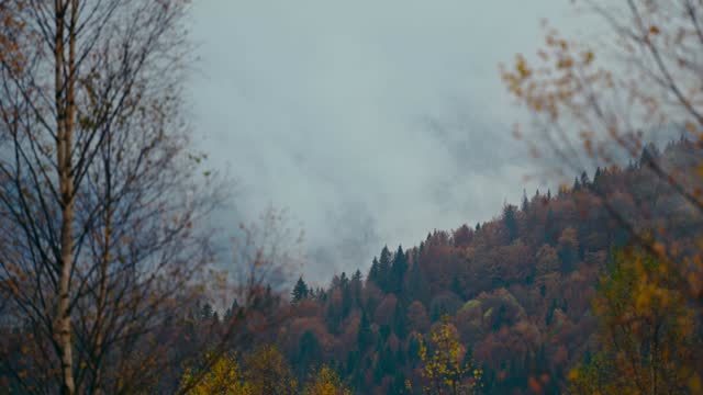 close up footage of spruce tree with water drops on branches and needles. rainy autumn day in mountains.