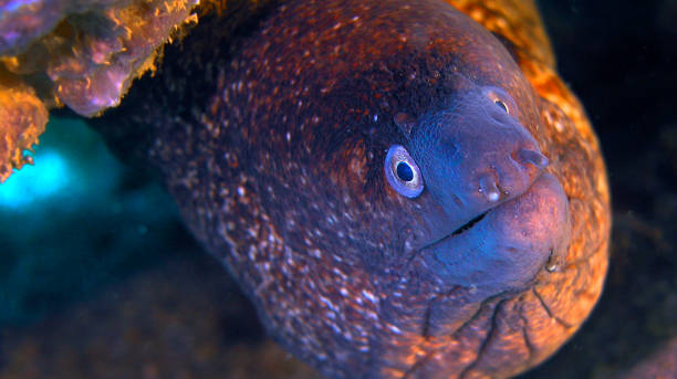 istock Moray Eel, Cabo Cope Puntas del Calnegre Regional Park, Spain 1474113276