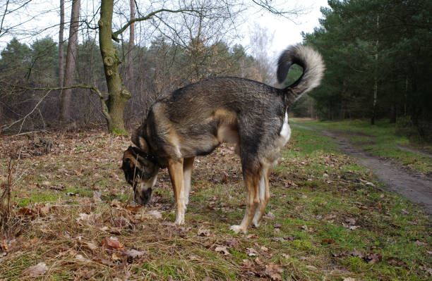 istock Mongrel dog investigating the environment 1474113317