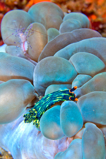 Sea Slug, Dorid Nudibranch, Crested Nembrotha, Nembrotha cristata, Coral Reef, Lembeh, North Sulawesi, Indonesia, Asia