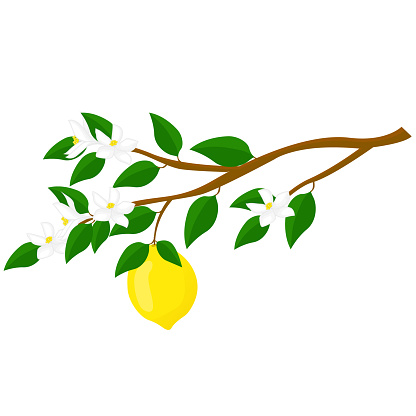 Branch of lemon with fruit and  flowers. For posters, logos, labels, banners, stickers, product packaging design, etc. Vector illustration.