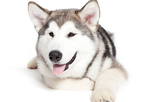 istock malamute puppy 147411530