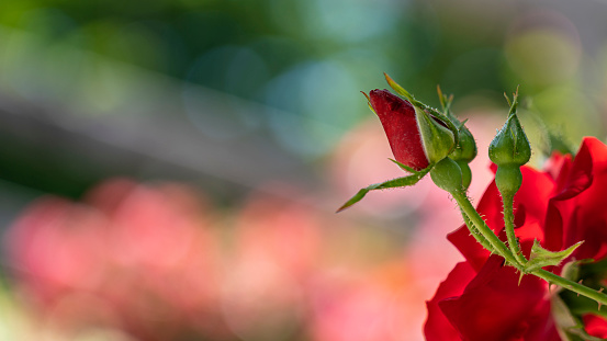 Beautiful red roses with buds and beautiful bokeh
