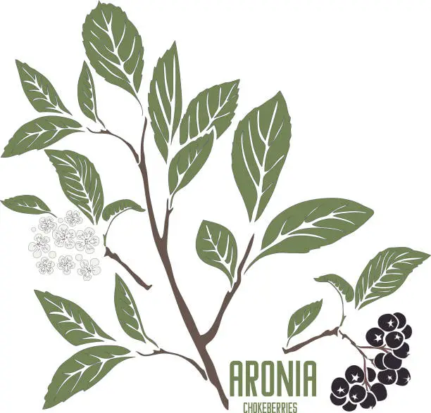 Vector illustration of Aronia berries silhouette in color image vector illustration