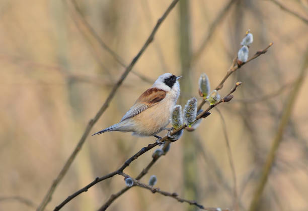 istock Eurasian Penduline Tit  (Remiz pendulinus) 1474118971