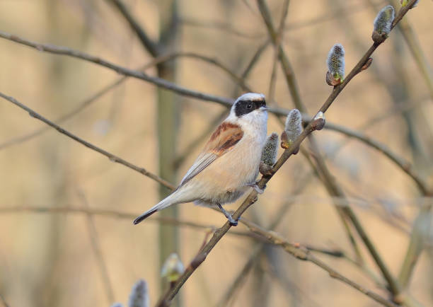 istock Eurasian Penduline Tit  (Remiz pendulinus) 1474118978