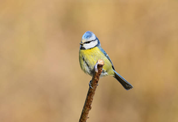 istock Blue tit. Cyanistes caeruleus 1474118994