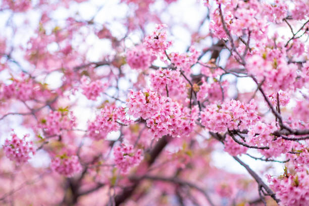istock Pink cherry blossom (Sakura) on the tree under blue sky , Beautiful Sakura flowers during spring season in the park  Japan , Beautiful nature spring background 1474119203