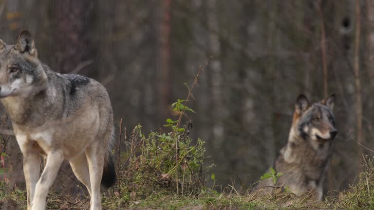 Wolf near den in October