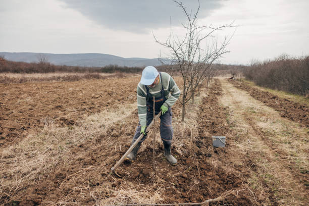 istock Planting a fruit tree outdoors 1474120616