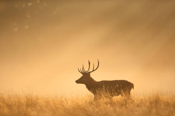 Red Deer stag during rutting season at sunrise stock photo