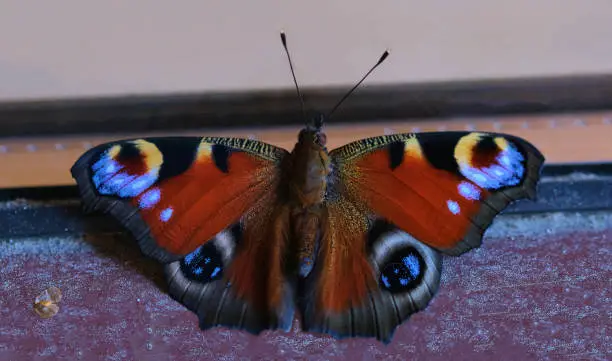 butterfly peacock-eye red or nocturnal peacock eye red