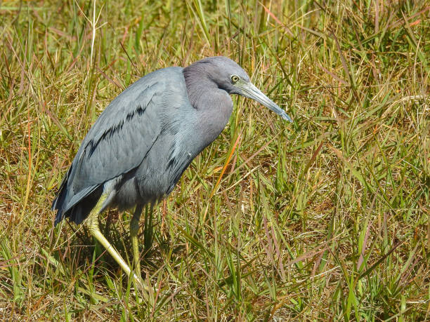 istock Little Blue Heron in Grass 1474122762