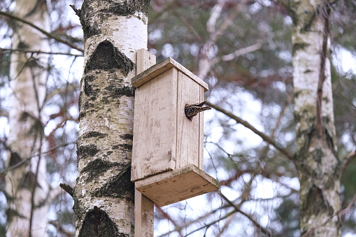 Starling climbing into a birdhouse on a birch view 7
