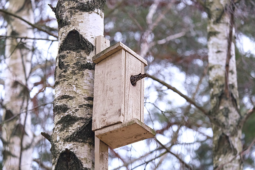 Starling climbing into a birdhouse on a birch