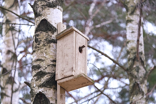 Starling climbing into a birdhouse on a birch view 2