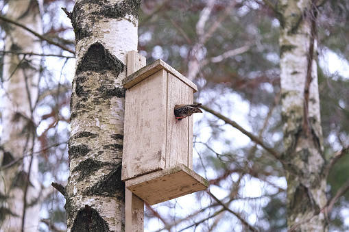 Starling climbing into a birdhouse on a birch view 6