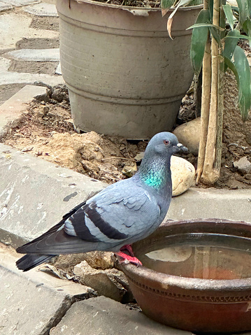 Stock photo showing domestic pigeon in garden perched on edge of a birdbath full of water. Pigeons can be considered a pest species by gardeners.