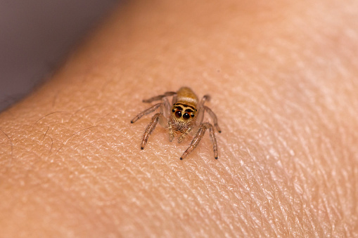 close-up macro shot of a small jumping spider on human arm