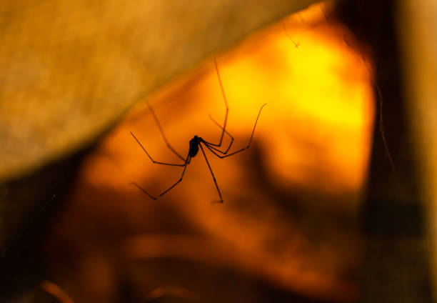 Close-up of a daddy long legs spider in an entrance with sunset background