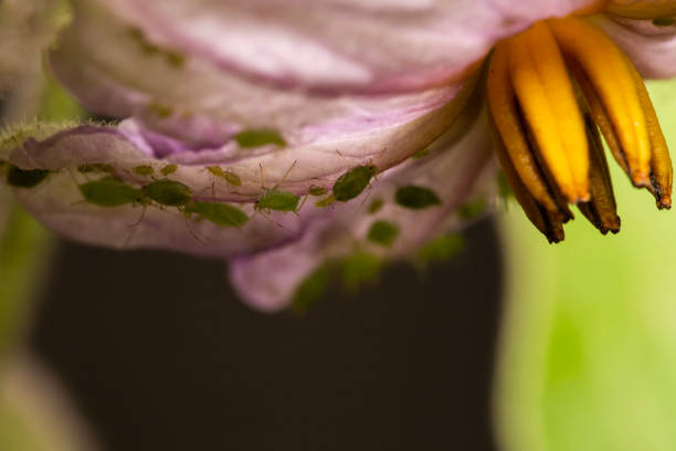 Aphid feeding on cactus flower, closeup with high magnification, this insect can be a pest on plants.