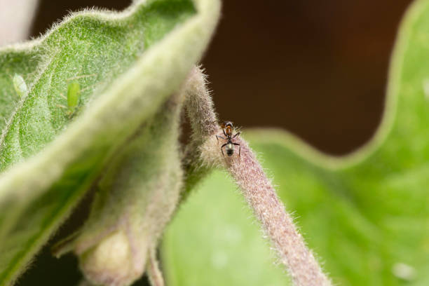 istock ant on green plant 1474125714