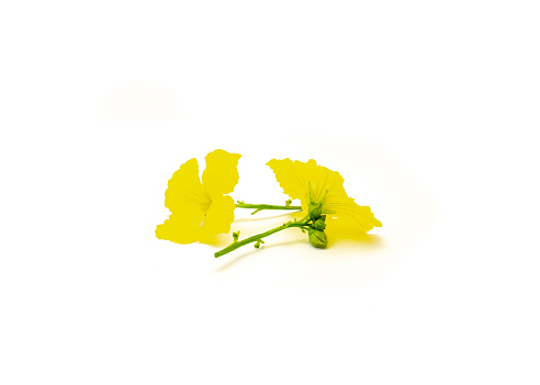 Two blossom yellow luffa male flowers grow in clusters with blooming petal and buds, fresh cut loofah gourd blossom isolated on white background, clipping path, copy space. Homegrown loofah plant