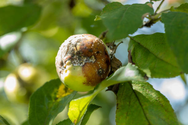 moniliasis. jabłoń gnije na drzewie. zgnilizna owoców jabłoni. choroby drzew owocowych. - apple rotting fruit apple tree zdjęcia i obrazy z banku zdjęć