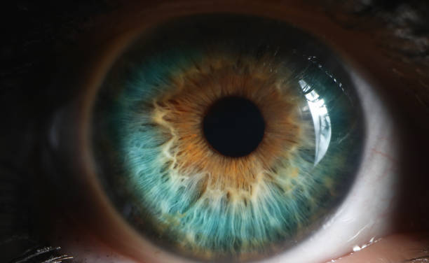 closeup of green human eye in low light technique - close up human eye photography color image imagens e fotografias de stock