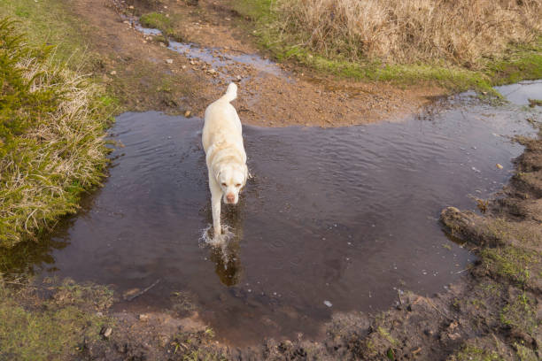 a Golden Retriever bitch running through a stream
