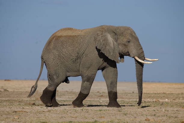istock Bull elephant with wet socks 1474130812