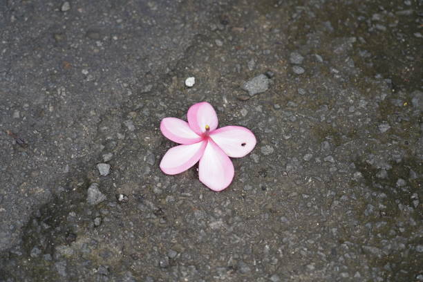 istock orchid flowers are on the floor 1474132179