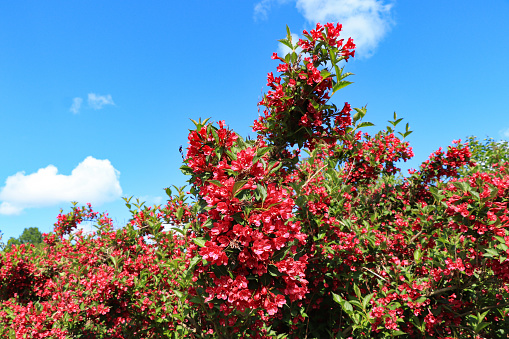 Red flowering weigela.